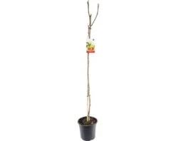 FLORASELF® Vijgenboom Ficus Carica Potmaat Ø 24 Cm