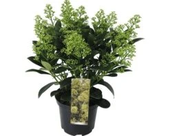 FloraSelf Skimmia Skimmia Japonica 'Finchy' Potmaat Ø 15 Cm H 15-20 Cm