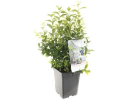 FLORASELF Blauwe Bes Vaccinium Cor, 'Aino' Potmaat Ø 18 Cm H 25 Cm