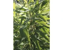 FLORASELF Bamboe Fargesia Murieliae 'Panda' ® Potmaat Ø 30 Cm H 80-100 Cm