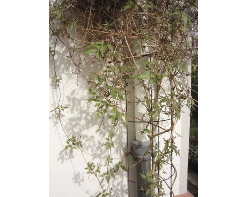 NATURE Regenpijpklimrek Groen 18x145 Cm - Afbeelding 3