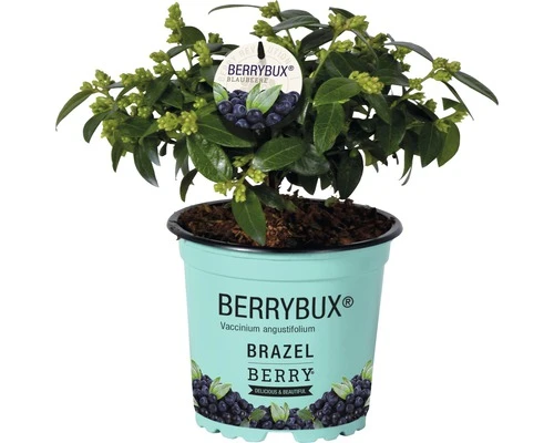 BRAZELBERRY Bosbes Vaccinium BrazelBerry ® 'Berry Bux' ® Potmaat Ø 10 Cm H 10-12 Cm - Afbeelding 3