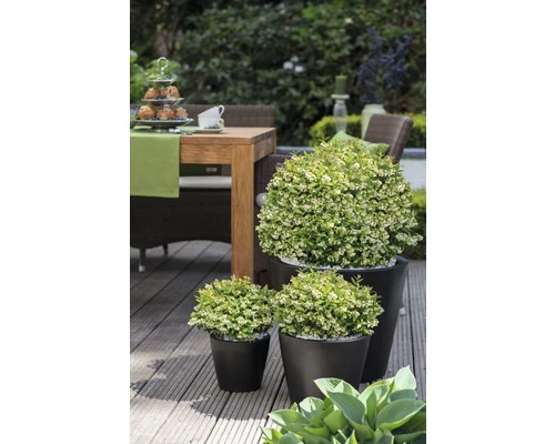 BRAZELBERRY Bosbes Vaccinium BrazelBerry ® 'Berry Bux' ® Potmaat Ø 10 Cm H 10-12 Cm - Afbeelding 2