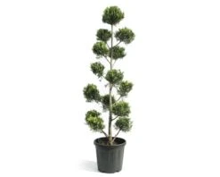 FLORASELF Conifeer Cupressocyparis Leylandii 'Castlewelland Gold' Potmaat Ø 42 Cm H 150-160 Cm