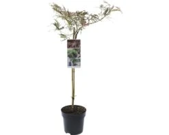 FLORASELF® Japanse Esdoorn Op Stam Acer Palmatum Inaba-shidare