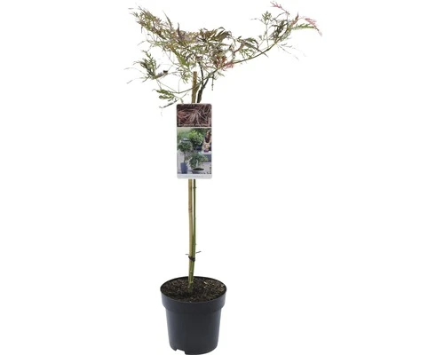 FLORASELF® Japanse Esdoorn Op Stam Acer Palmatum Inaba-shidare