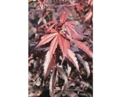 FLORASELF Japanse Esdoorn Acer Palmatum 'Skeeter's Broom' Potmaat Ø28 Cm H 80-100 Cm