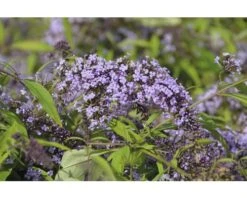 FLORASELF Vlinderstruik Buddleja Davidii 'Wisteria Lane' Potmaat ร 21,0 Cm H 60-80 Cm