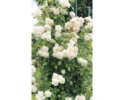 Roos Rosa 'Alaska' Potmaat Ø 23 Cm H 30-40 Cm