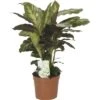 FLORASELF Calathea Calathea-Cultivars 'Misto' Potmaat Ø 12.0 Cm H 35-45 Cm