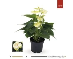 FLORASELF® Anthurium Andreanum Potmaat Ø 12 Cm