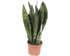 FLORASELF Vrouwentong Sansevieria 'Black Coral' Potmaat Ø 9 Cm H 25-35 Cm