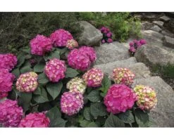 Hortensia Hydrangea Endless Summer® 'SummerLove' ® *lila* Potmaat Ø 23.0 Cm H 30-35 Cm