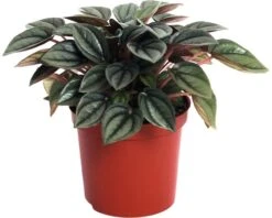 FLORASELF Peperomia 'Napoli Nights' Potmaat Ø 7 Cm H 10-15 Cm