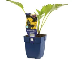 FLORASELF Zonnehoed Rudbeckia Nitida 'Herbstsonne' Ø 11 Cm