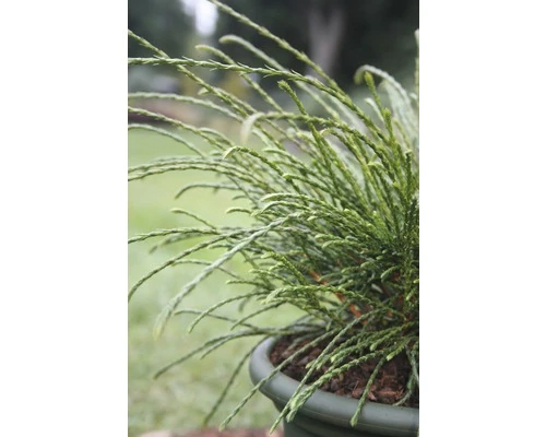 BOTANICO Levensboom Thuja Plicata 'Whipcord' H 25 - 30 Cm