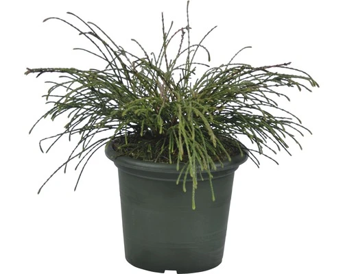 BOTANICO Levensboom Thuja Plicata 'Whipcord' H 25 - 30 Cm - Afbeelding 2