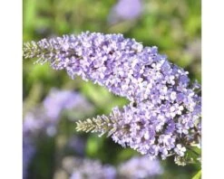 FLORASELF Vlinderstruik Buddleja Davidii Monarch Glass Slippers ® H 40 Cm