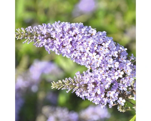 FLORASELF Vlinderstruik Buddleja Davidii Monarch Glass Slippers ® H 40 Cm