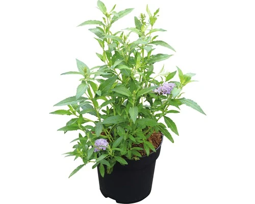 FLORASELF Vlinderstruik Buddleja Davidii Monarch Glass Slippers ® H 40 Cm - Afbeelding 2