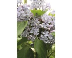 FLORASELF Sering Syringa Vulgaris 'Président Grévy' Potmaat 3 L H 40-60 Cm