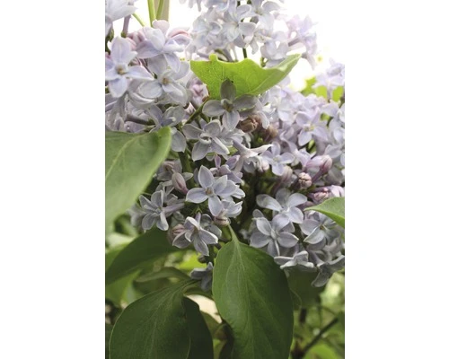 FLORASELF Sering Syringa Vulgaris 'Président Grévy' Potmaat 3 L H 40-60 Cm