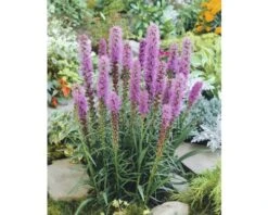 Lampenpoetser Liatris Spicata 'Kobold' Potmaat Ø 23 Cm H 10-40 Cm
