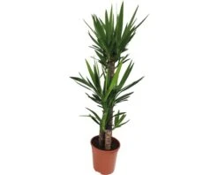 Palmlelie Yucca Elephantipes Ø 24 Cm H 130 Cm