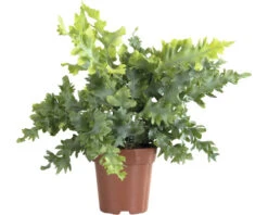 FLORASELF Zinkvaren Phlebodium Aureum Davana Potmaat Ø 12 Cm H 30-40 Cm