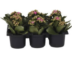 Mini Bloeiende Planten Set Kalanchoë Blossfeldiana 'Don Nando' Potmaat Ø 7 Cm H 10-15 Cm 6-pack