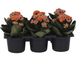Mini Bloeiende Planten Set Kalanchoë Kalanchoe Blossfeldiana 'Don Sergio' Potmaat Ø 7 Cm H 10-15 Cm 6-pack