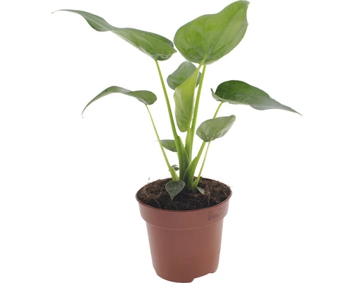 Planten Set Kamerplanten "easy Care" Potmaat Ø 12 Cm H 25-40 Cm 4-pack - Afbeelding 2