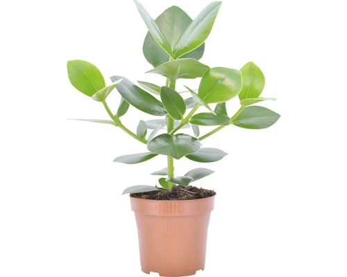 Planten Set Kamerplanten "easy Care" Potmaat Ø 12 Cm H 25-40 Cm 4-pack - Afbeelding 3