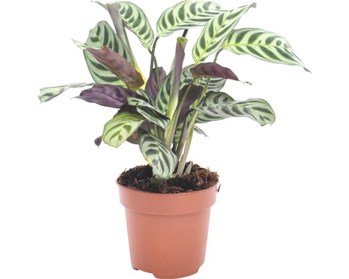 Planten Set Kamerplanten "easy Care" Potmaat Ø 12 Cm H 25-40 Cm 4-pack - Afbeelding 4