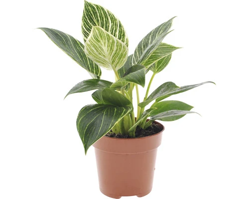 Planten Set Kamerplanten "easy Care" Potmaat Ø 12 Cm H 25-40 Cm 4-pack - Afbeelding 5