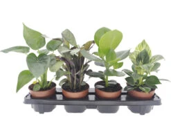 Planten Set Kamerplanten "easy Care" Potmaat Ø 12 Cm H 25-40 Cm 4-pack
