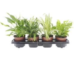 Planten Set Kamerplanten "woongezondheid" Potmaat Ø 12 Cm H 20-40 Cm 4-pack