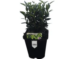 FLORASELF Japanse Kardinaalsmuts Euonymus Japonicus 'Green Spire' Potmaat Ø 13 Cm H 5-15 Cm