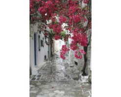 Buitencanvas Bougainvillea 110x70 Cm