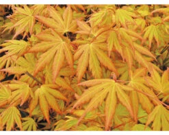 Japanse Esdoorn Acer Palmatum 'Orange Dream' H 50-60 Cm