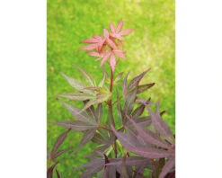 Japanse Esdoorn Acer Palmatum 'Shaina' H 50-60 Cm