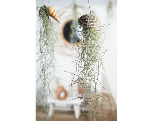 FLORASELF Spaanse Mos Tillandsia Usneoidus - Afbeelding 2