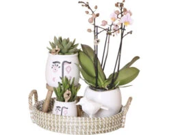 FLORASELF Complete Plantenset Optimism