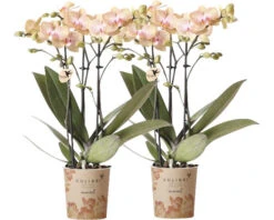 FLORASELF Vlinderorchidee Phalaenopsis Multi Trento Potmaat ร 9 Cm H 35-40 Cm