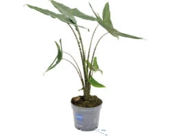 FLORASELF Olifantsoor Alocasia Tigrina Potmaat Ø 17 Cm H 60 Cm