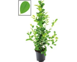 FLORASELF Vijgenboom Ficus Moclame Potmaat Ø 21 Cm H 105 Cm