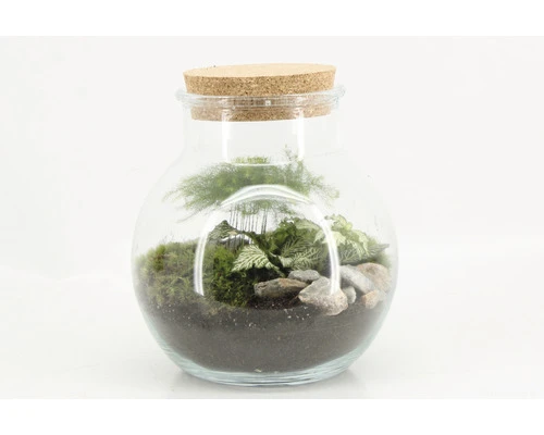 Plantenterrarium DIY Set Rond Medium - Afbeelding 2