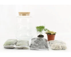 Plantenterrarium DIY Set Bubbel Medium