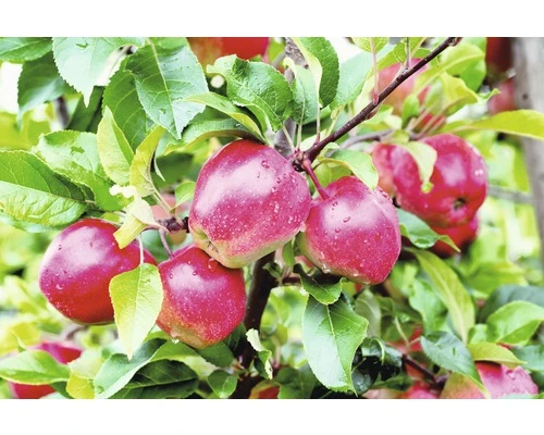 FLORASELF® Appelboom Malus Domestica 'Golster' Potmaat Ø24 Cm