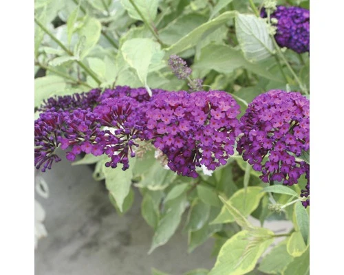 FLORASELF Vlinderstruik Buddleja Davidii Potmaat Ø 19 Cm H 60-80 Cm